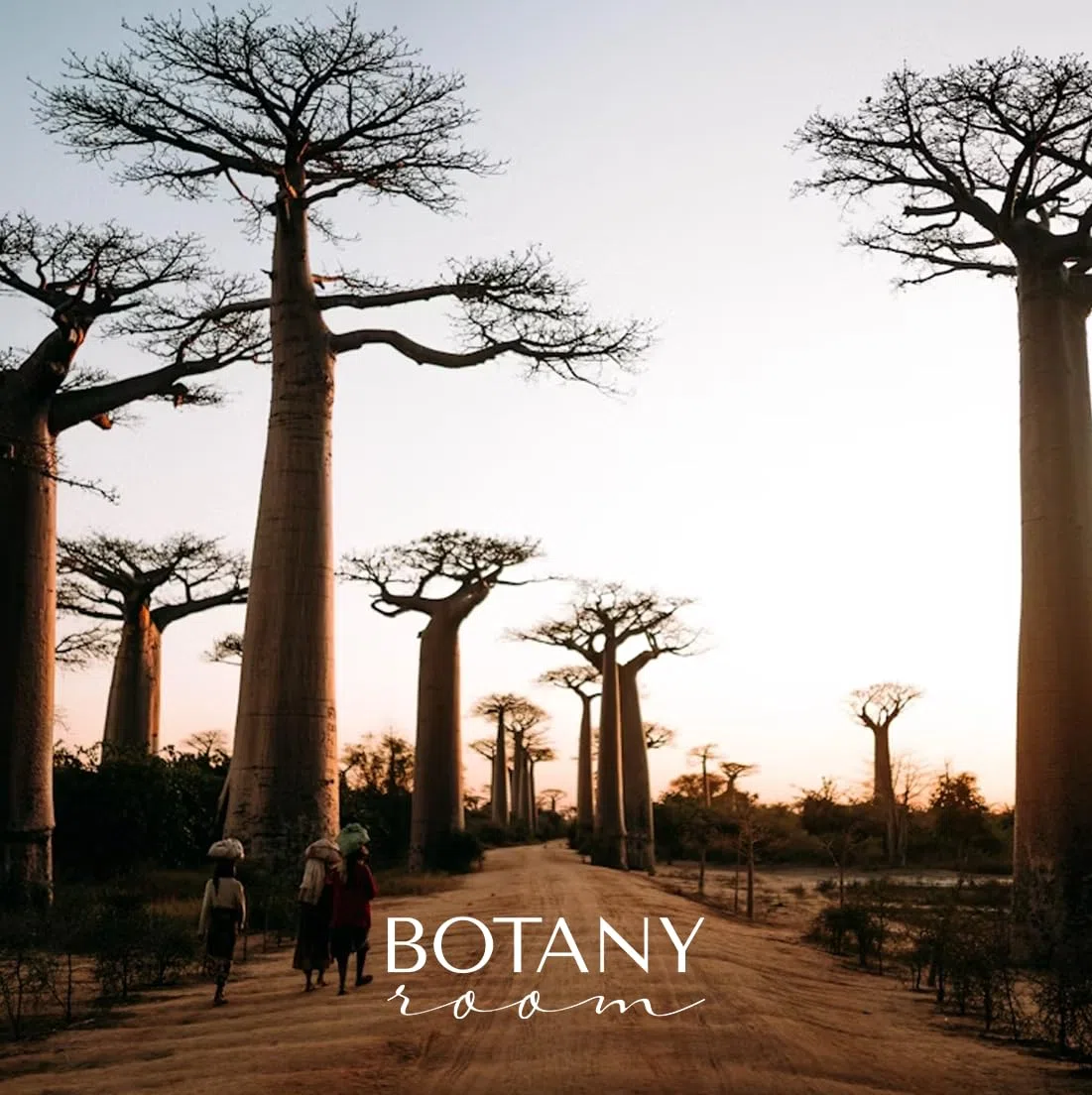 Olio di baobab spremuto a freddo | 100% puro naturale | Olio per pelle e capelli per una cura intensiva | Ricco di acidi grassi omega e vitamina E | Bottiglia di vetro da 50 ml | Una cura